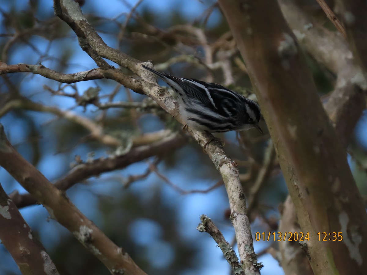 Black-and-white Warbler - ML613586219