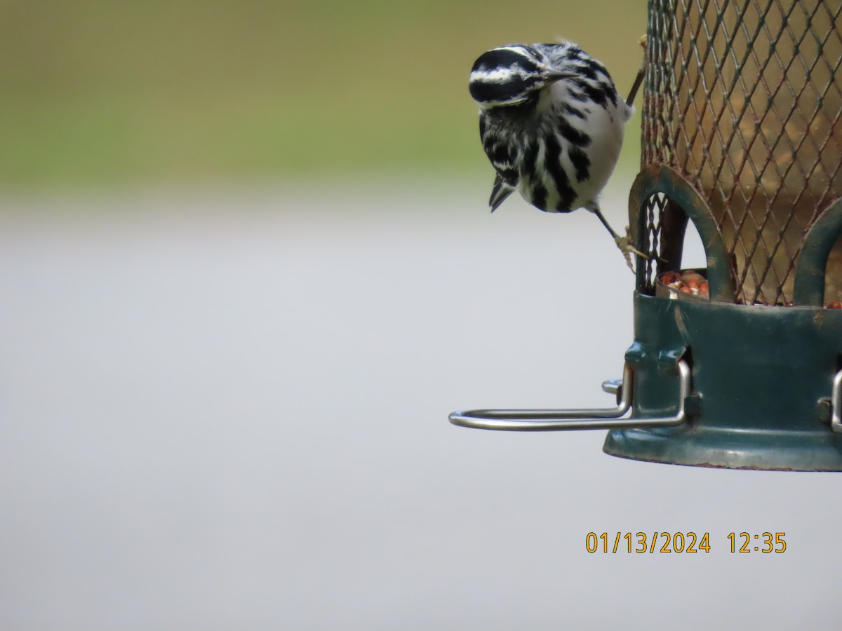 Black-and-white Warbler - ML613586232