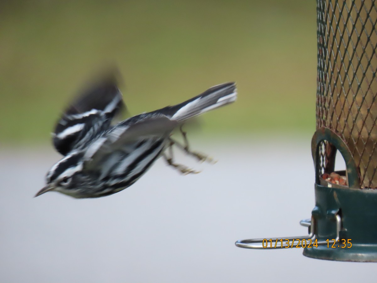 Black-and-white Warbler - ML613586234