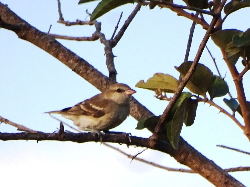 Yellow-throated Sparrow - Sreekumar Chirukandoth