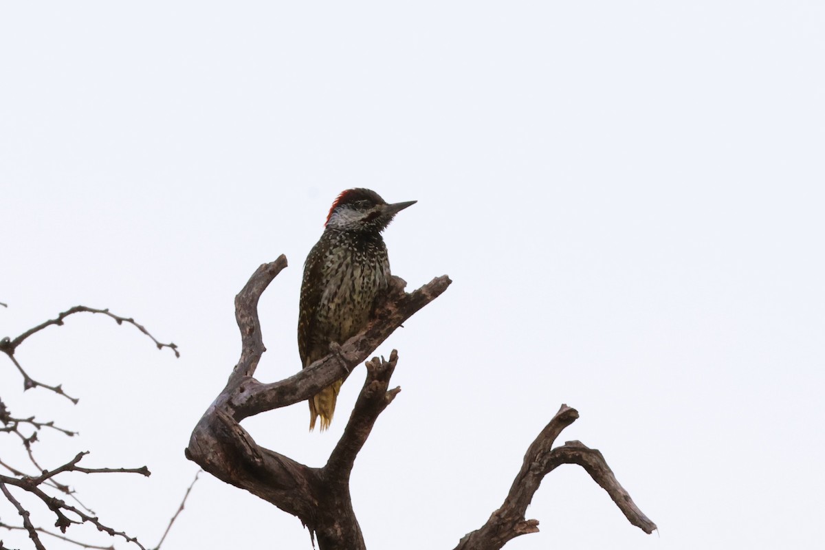 Golden-tailed Woodpecker (Golden-tailed) - Audrey Whitlock