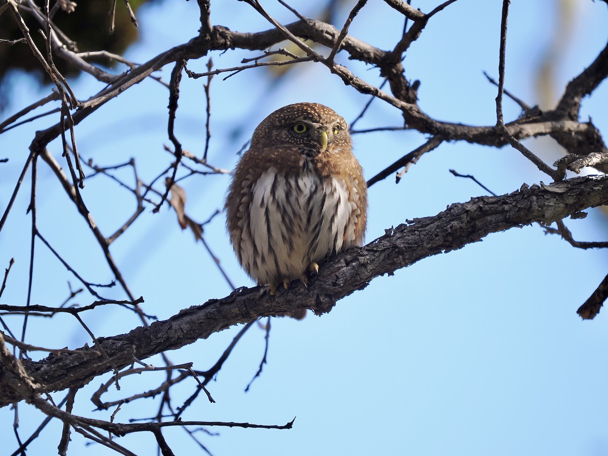 Northern Pygmy-Owl (Pacific) - ML613586649