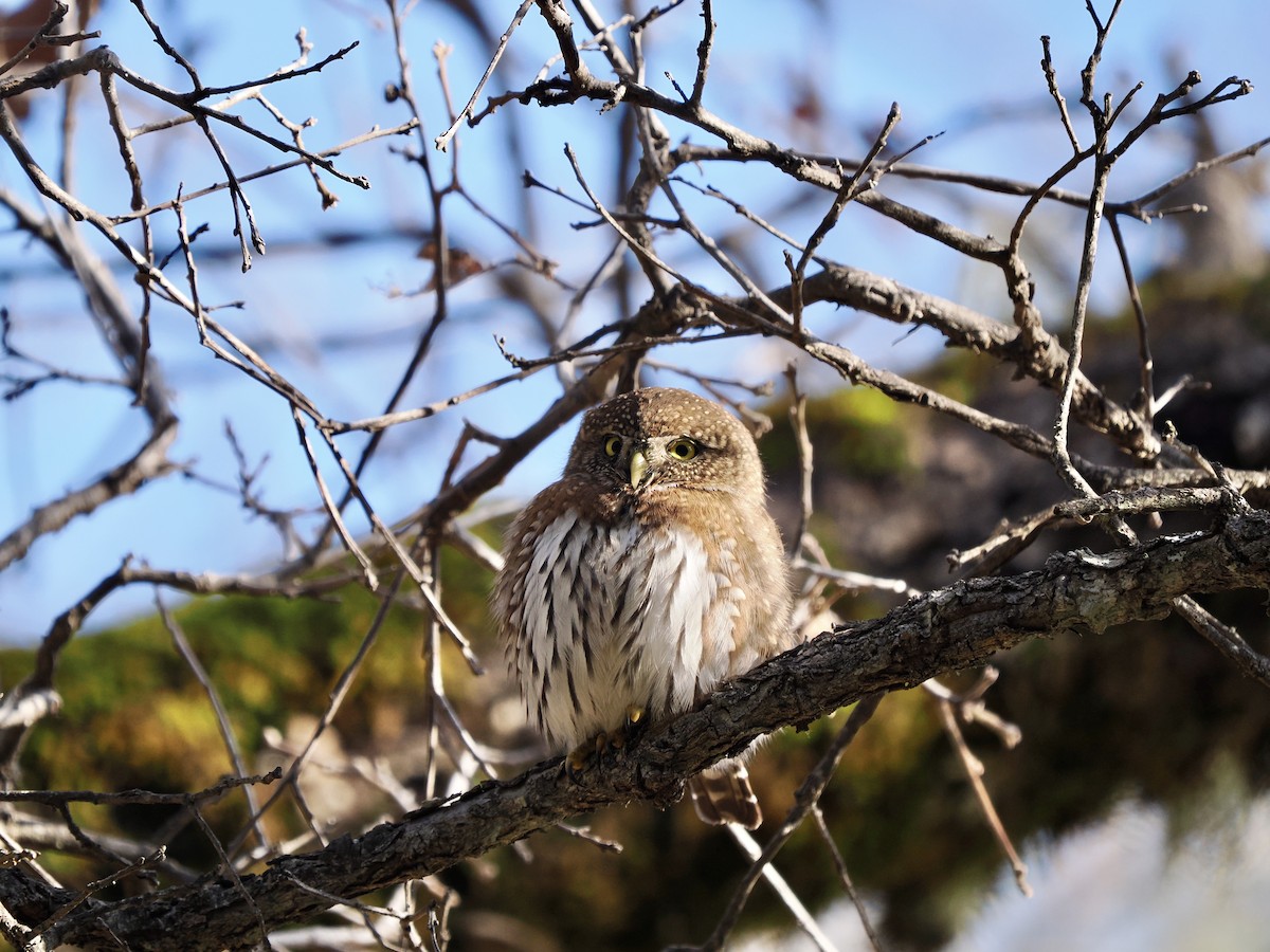 Northern Pygmy-Owl (Pacific) - ML613586651