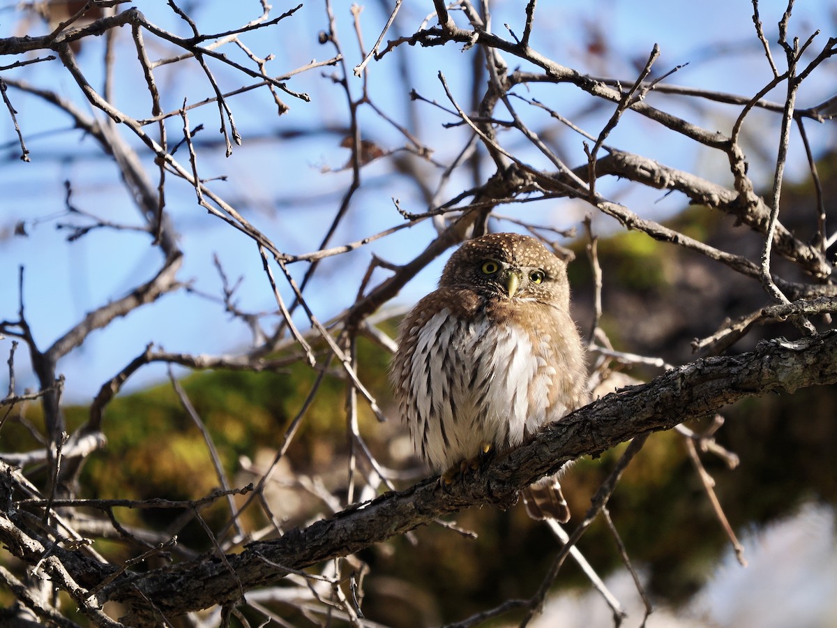 Northern Pygmy-Owl (Pacific) - ML613586652