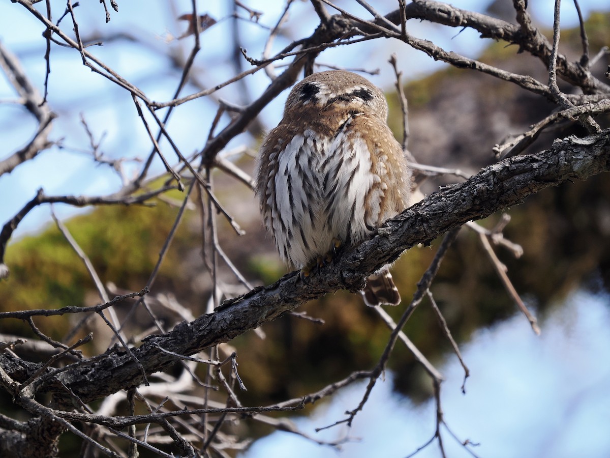 Northern Pygmy-Owl (Pacific) - ML613586653