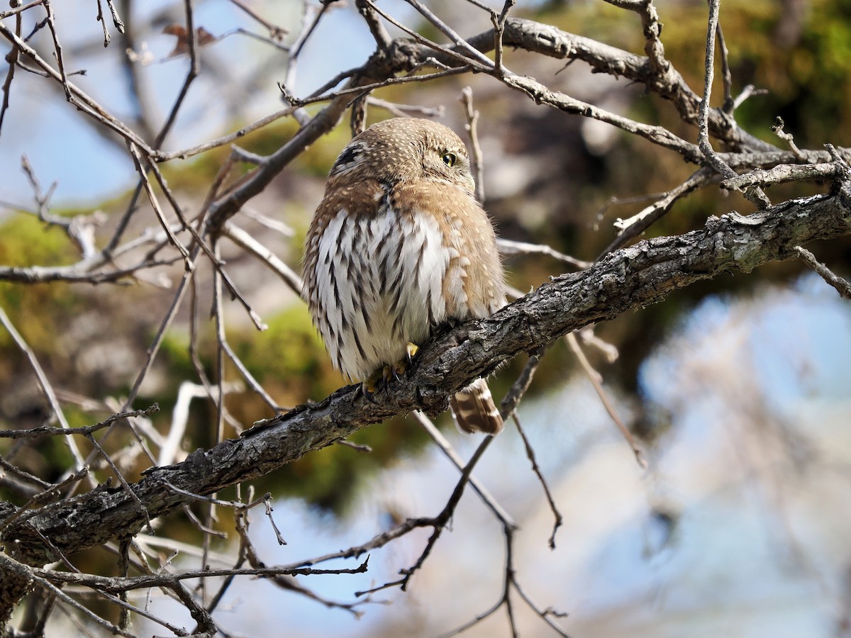 Northern Pygmy-Owl (Pacific) - ML613586654