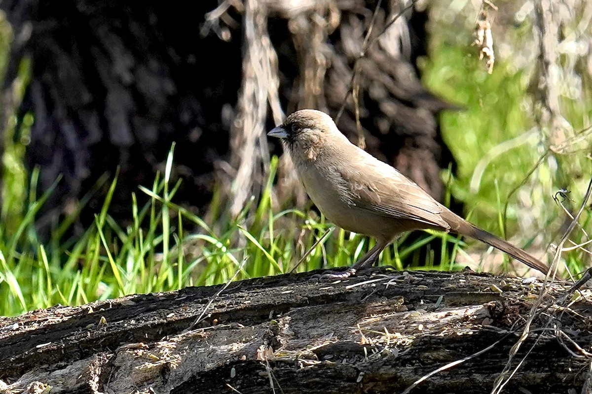 EBird Checklist 15 Jan 2024 Catalina SP 14 Species   1200