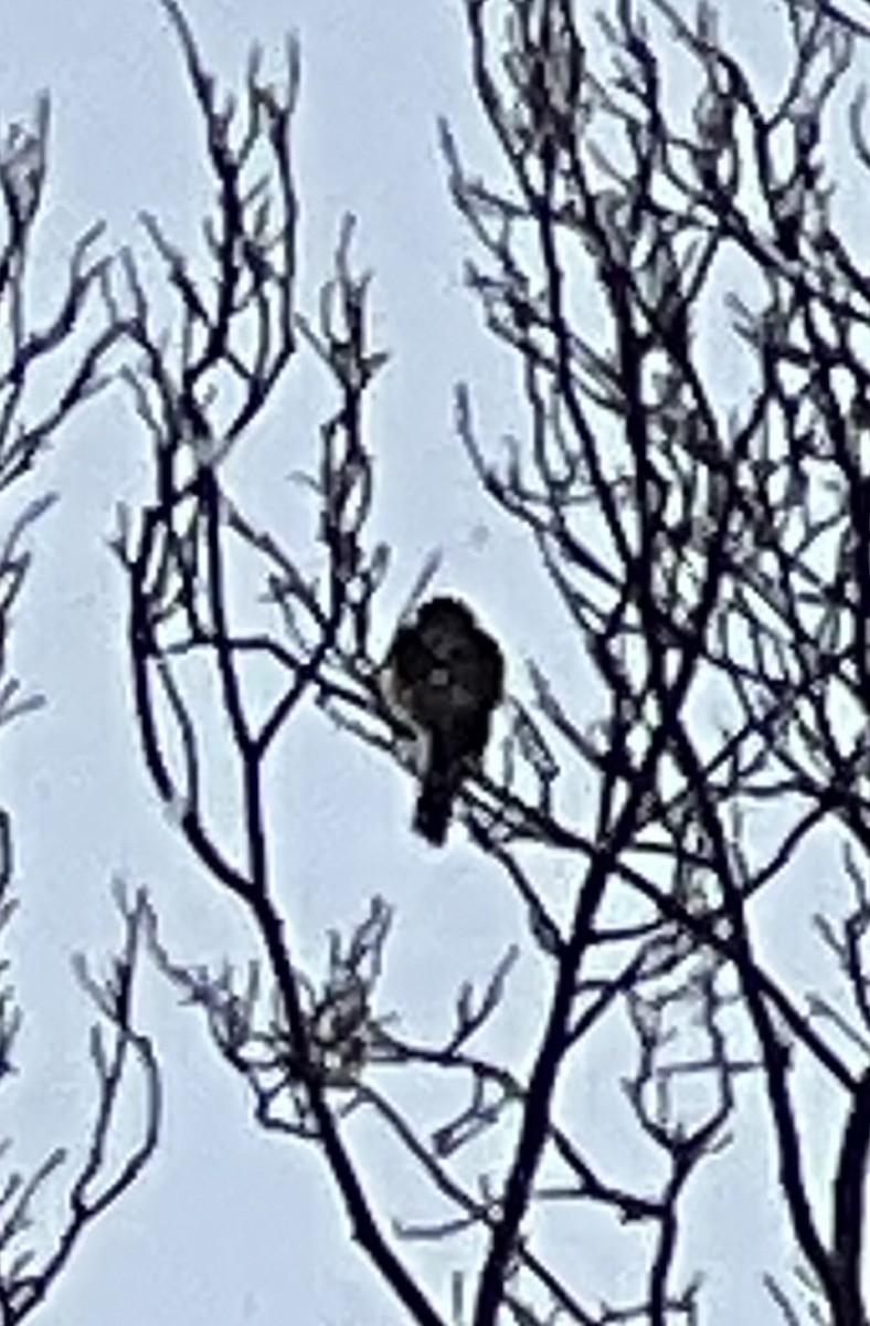 eBird Checklist 15 Jan 2024 1968 Blairmore Rd, Lexington USKY (38.