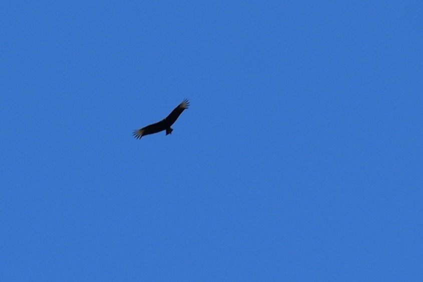 Black Vulture - ML613586933
