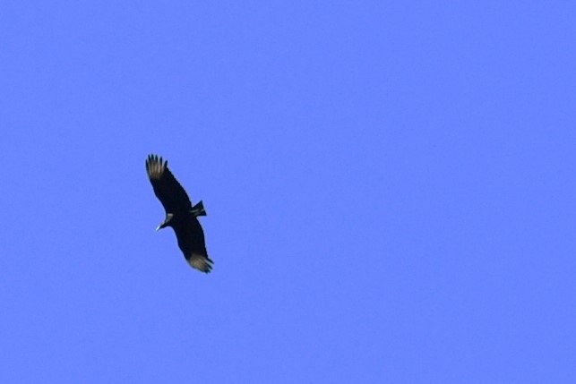Black Vulture - ML613586938