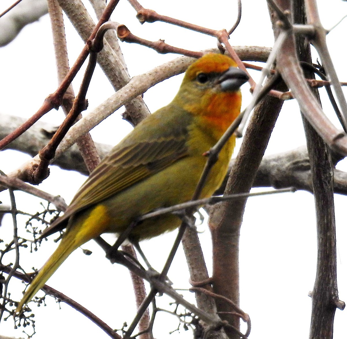 Hepatic Tanager - Missy Bowen