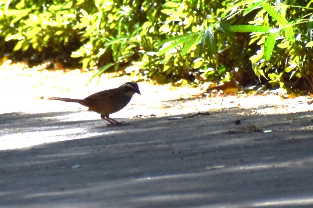 Stripe-headed Sparrow - ML613587128
