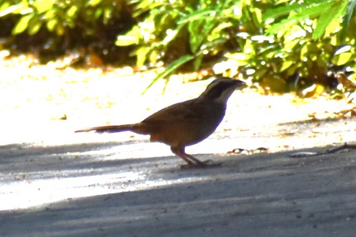 Stripe-headed Sparrow - ML613587165