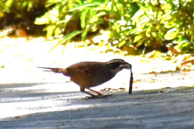Stripe-headed Sparrow - ML613587169