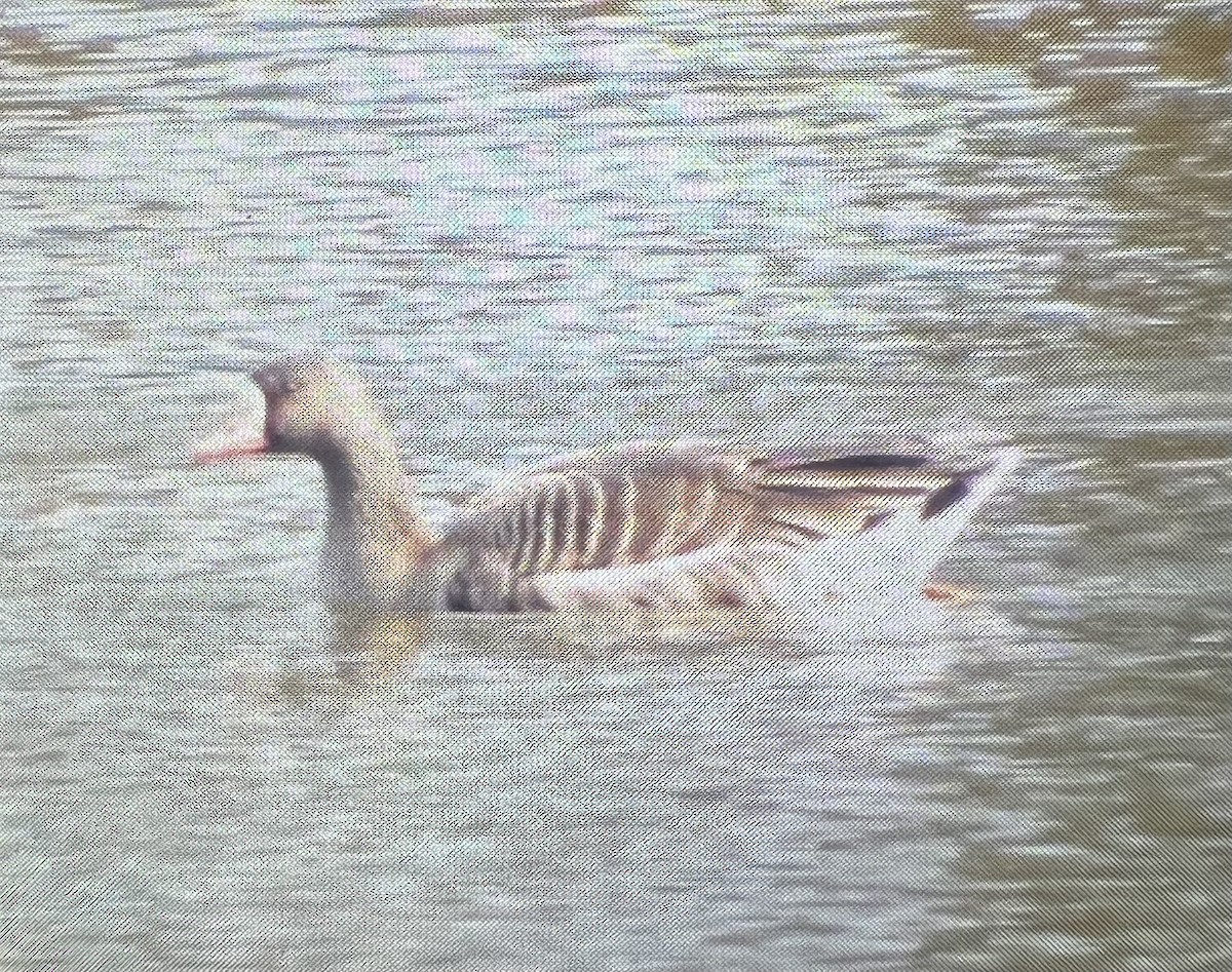 Greater White-fronted Goose - ML613587232