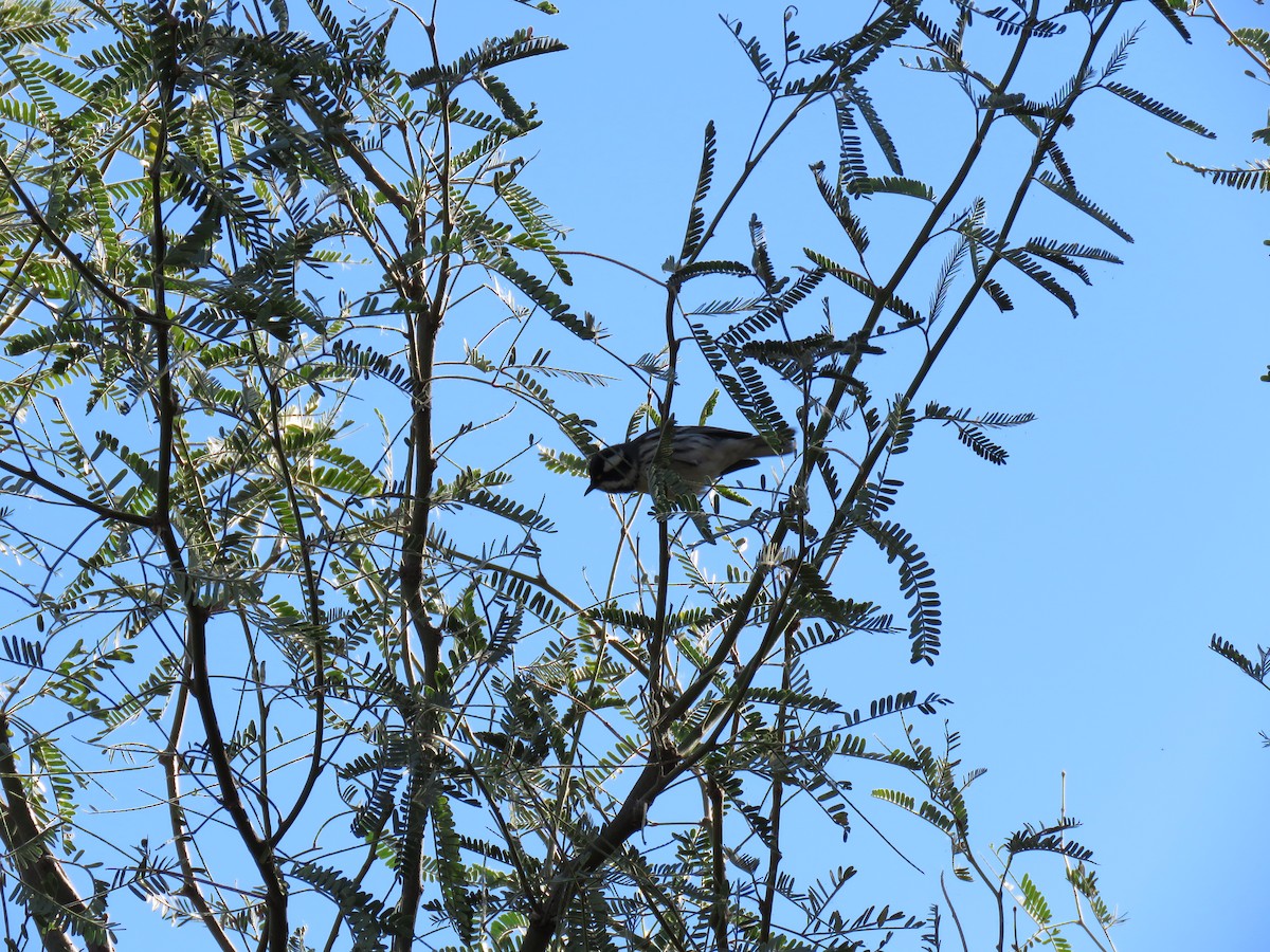 Black-throated Gray Warbler - Tim Gunderson