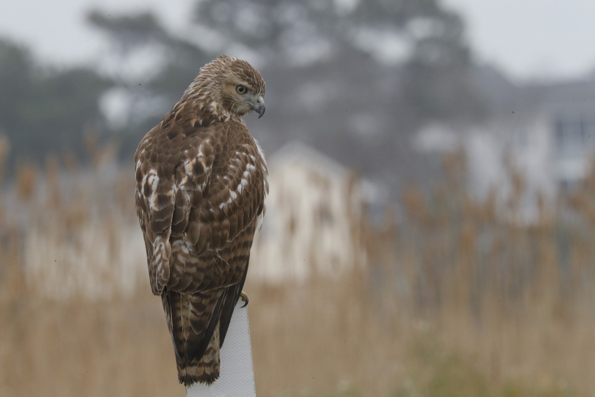 Red-tailed Hawk - ML613587510