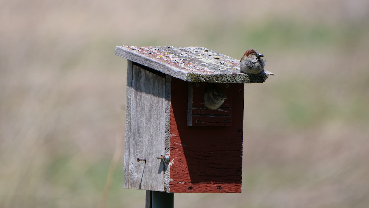 House Sparrow - ML613587651