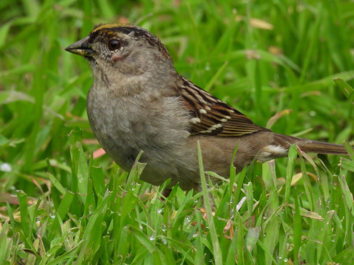 Golden-crowned Sparrow - ML613587832