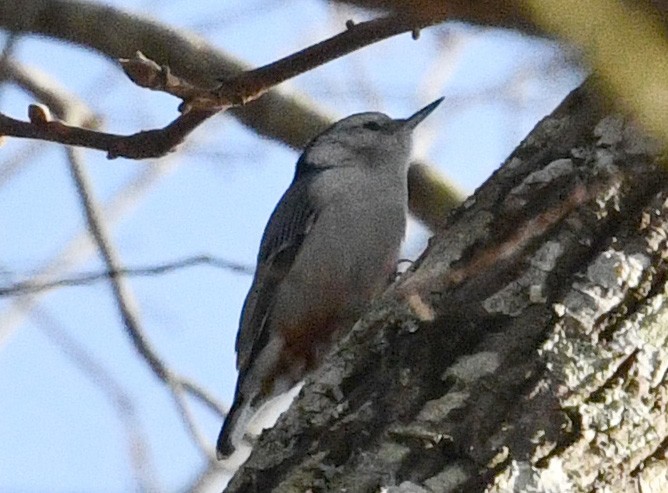 White-breasted Nuthatch - brian waitkus