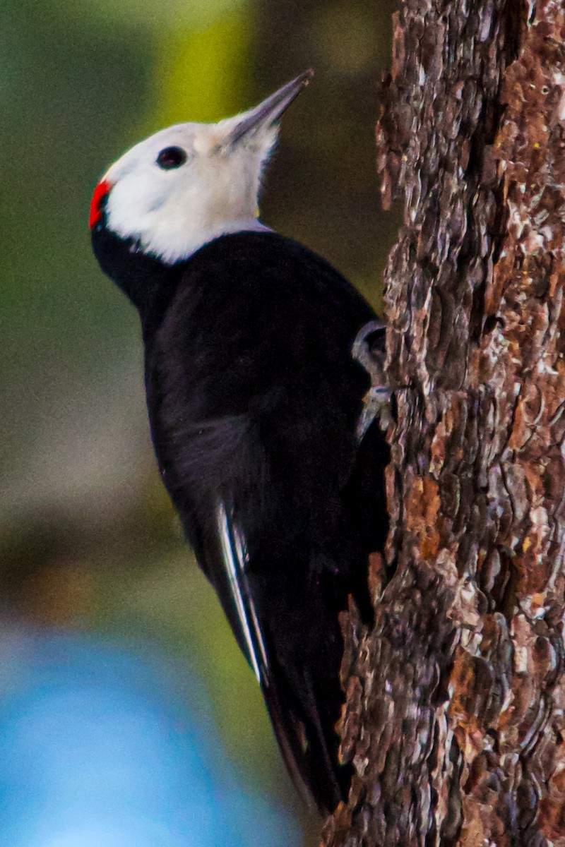 White-headed Woodpecker - ML613587862