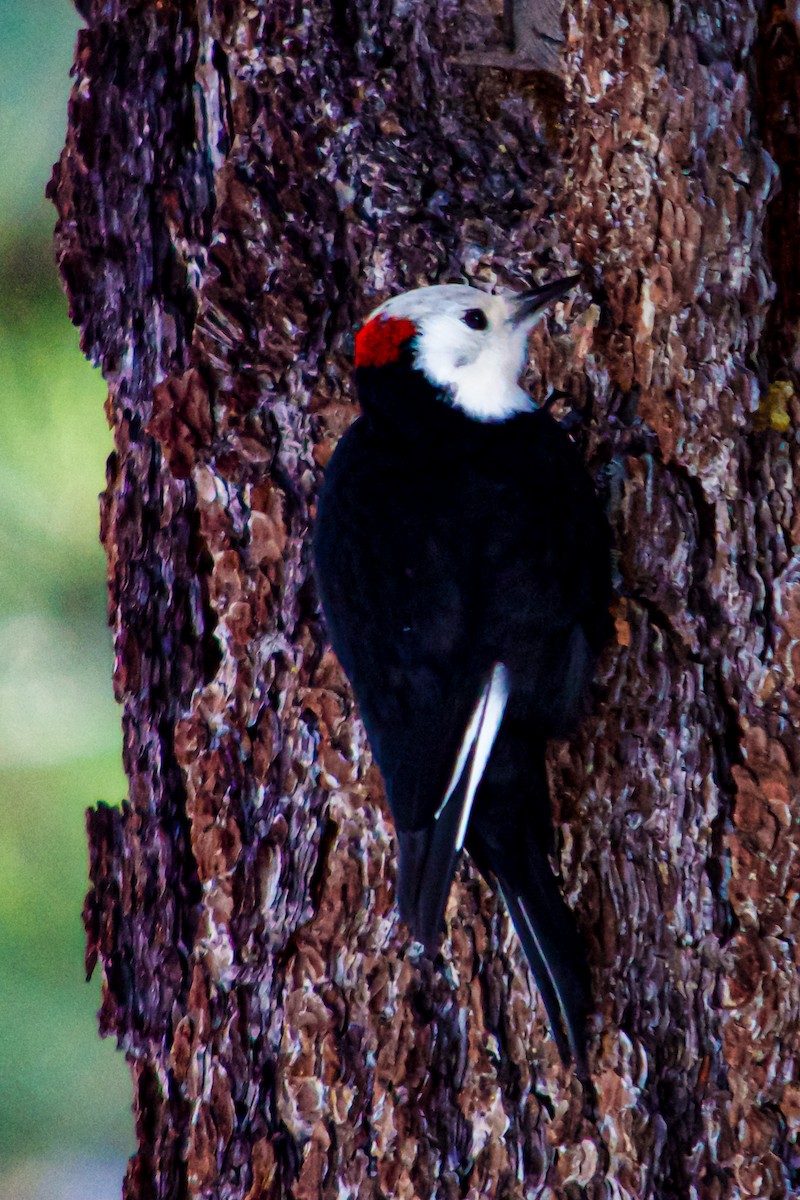 White-headed Woodpecker - Philip Fiorio
