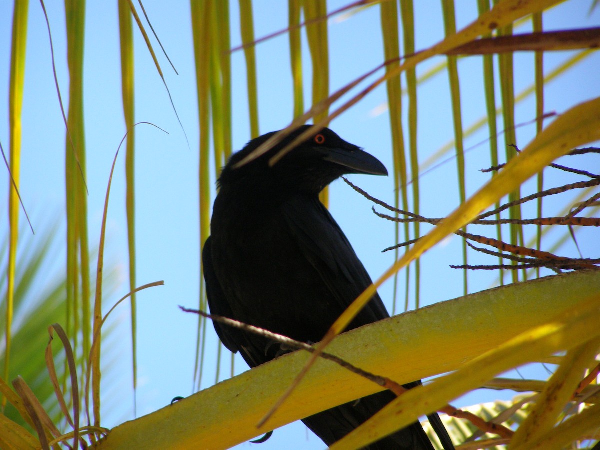 White-necked Crow - Daniel Néron