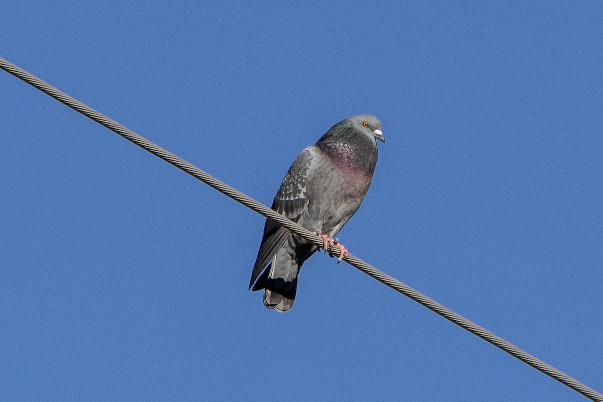 EBird Checklist 15 Jan 2024 Sierra Vista EOP 17 Species 2 Other   1200