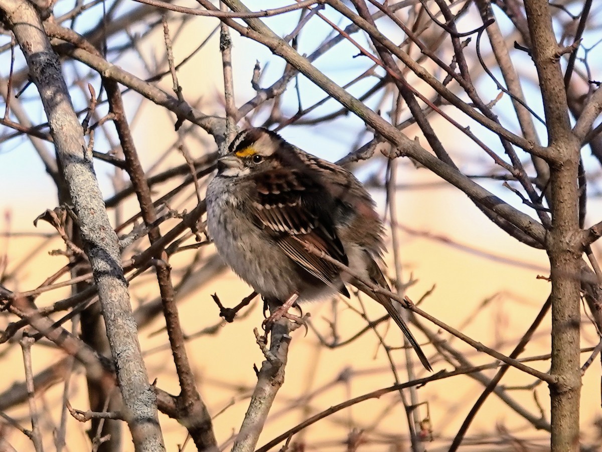 White-throated Sparrow - ML613588258