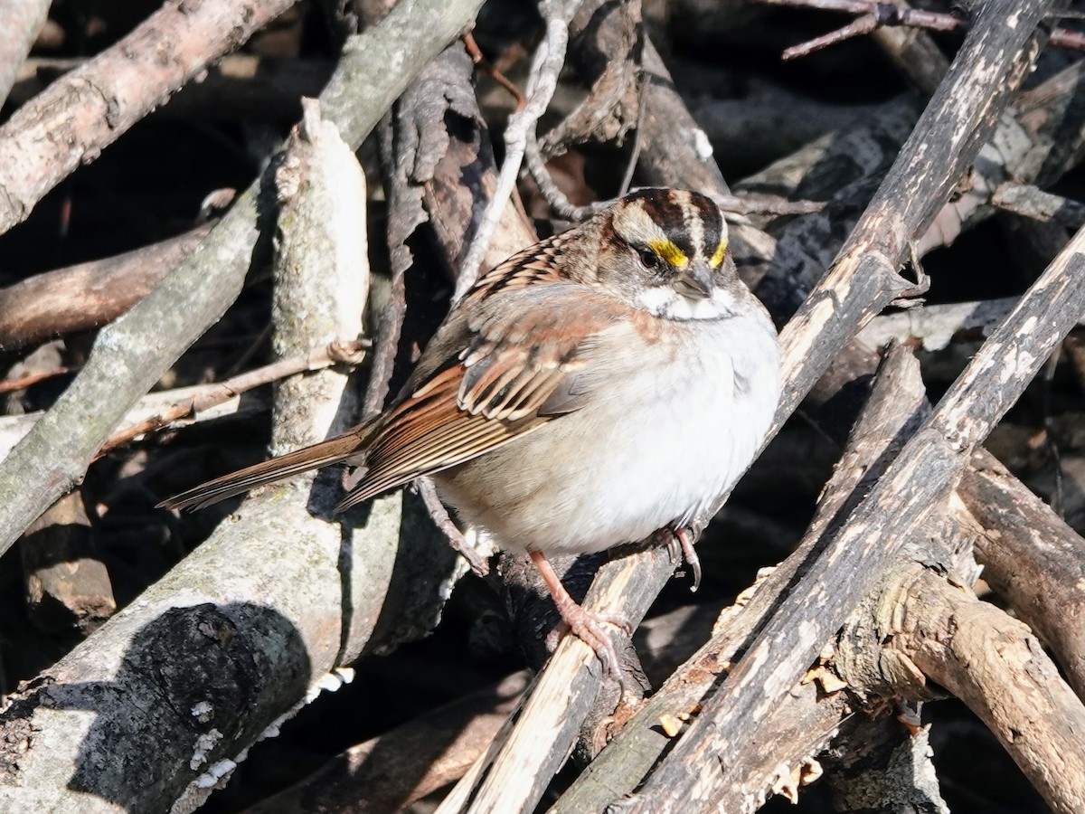 White-throated Sparrow - ML613588289
