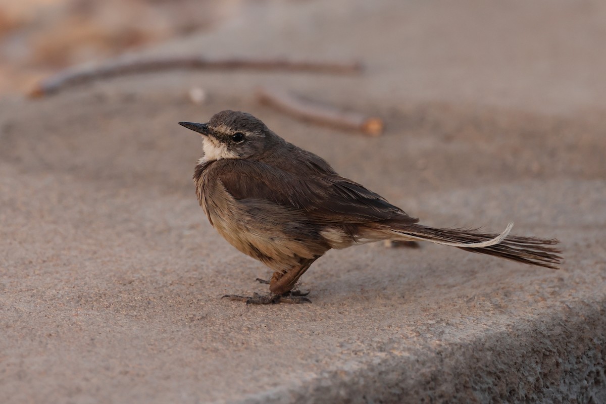 Cape Wagtail - ML613588330