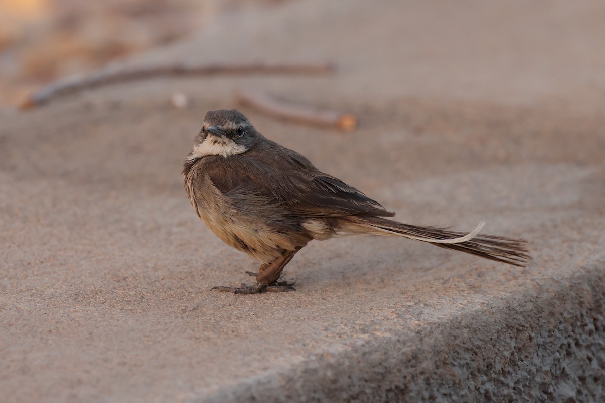 Cape Wagtail - ML613588331