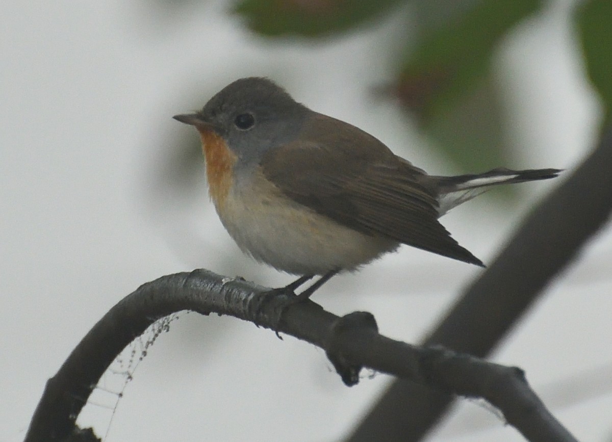 Red-breasted Flycatcher - ML613588491