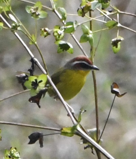 Rufous-capped Warbler - ML613588605