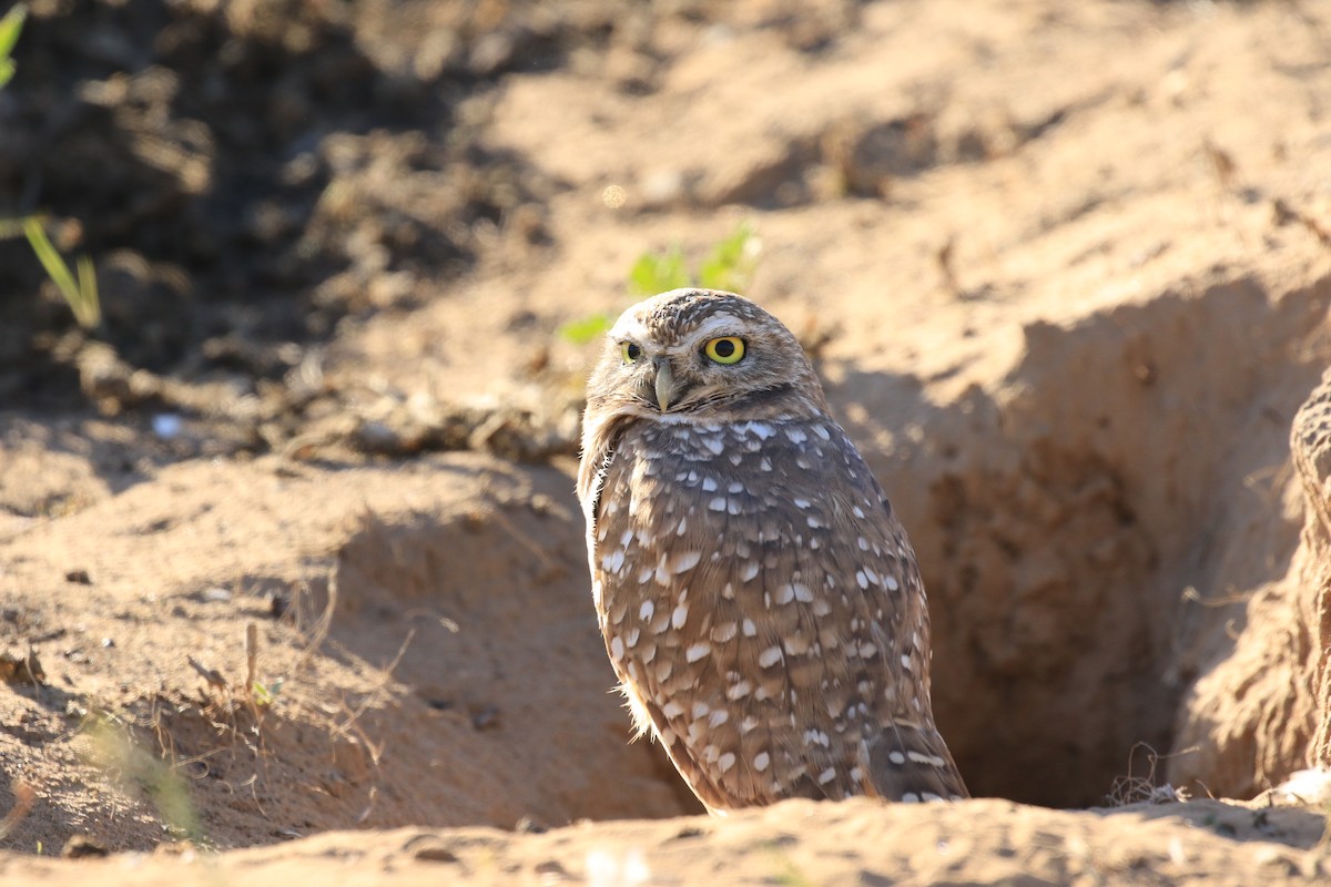 Burrowing Owl - Rene Valdes 🦜