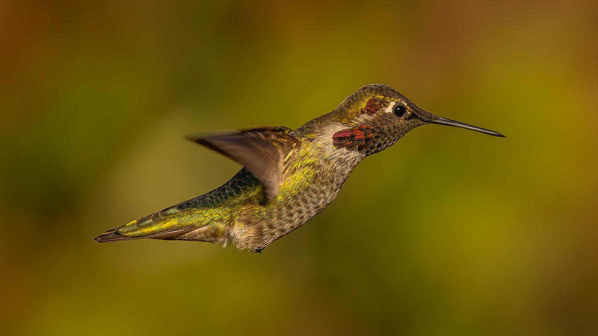 Anna's Hummingbird - ML613588843