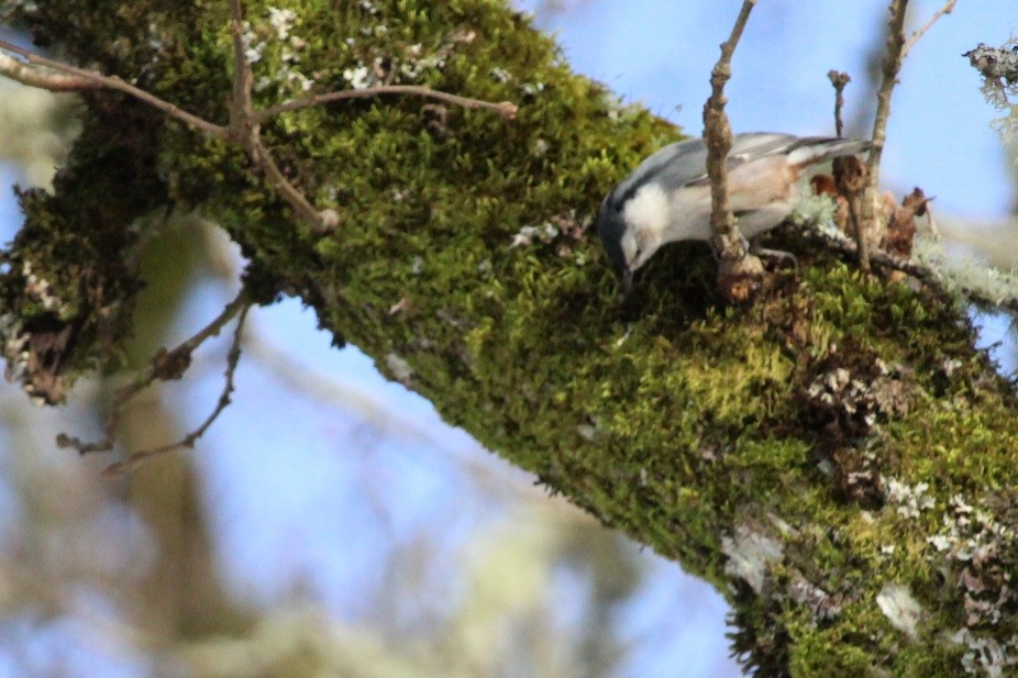 White-breasted Nuthatch - ML613589061