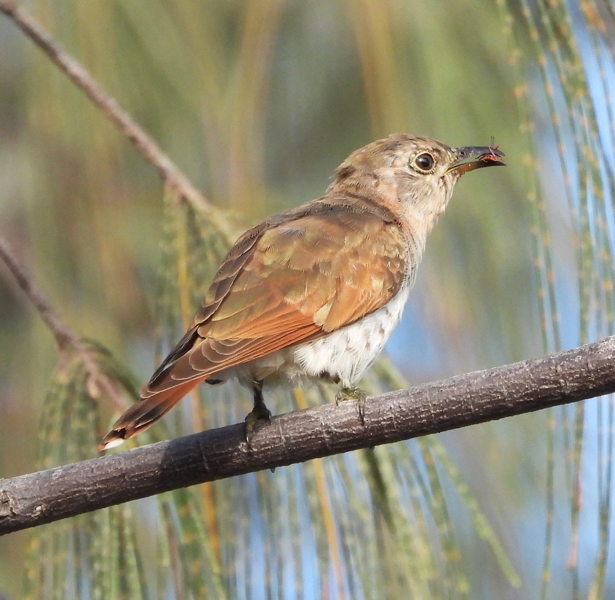 Little Bronze-Cuckoo (Gould's) - ML613589544