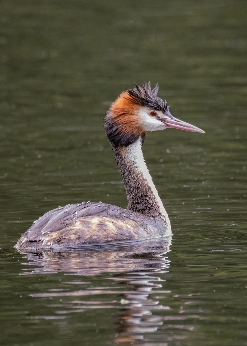 Great Crested Grebe - ML613590053
