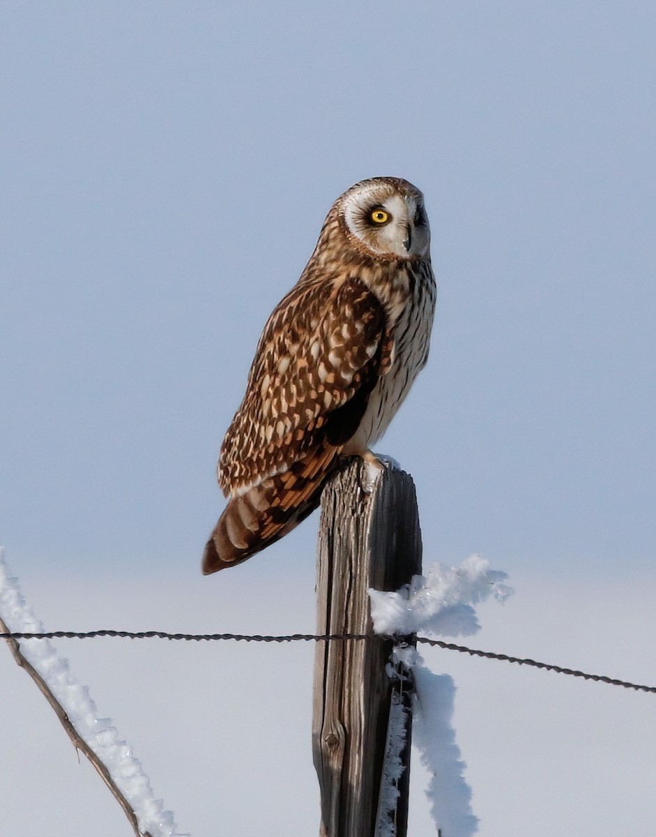 Short-eared Owl - ML613590613