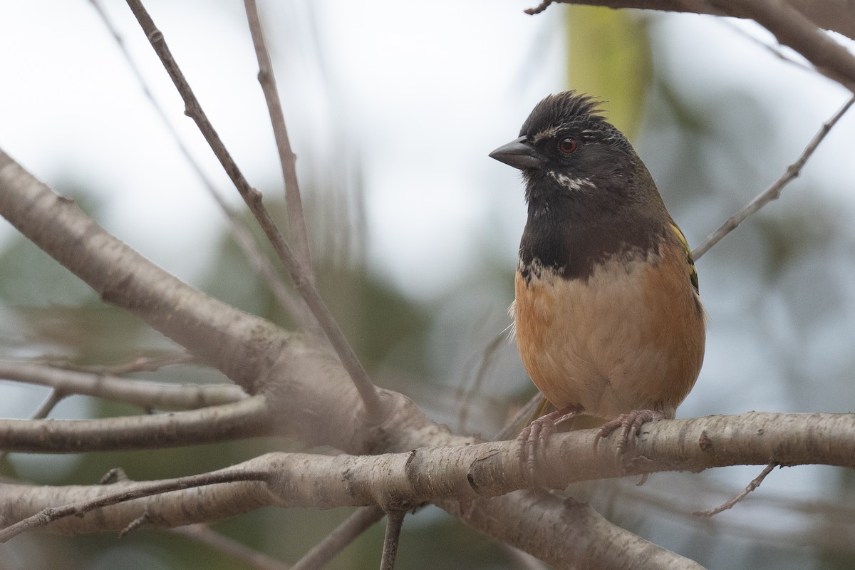 Spotted Towhee (Olive-backed) - ML613590757