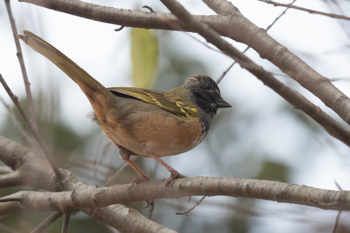 Spotted Towhee (Olive-backed) - ML613590758