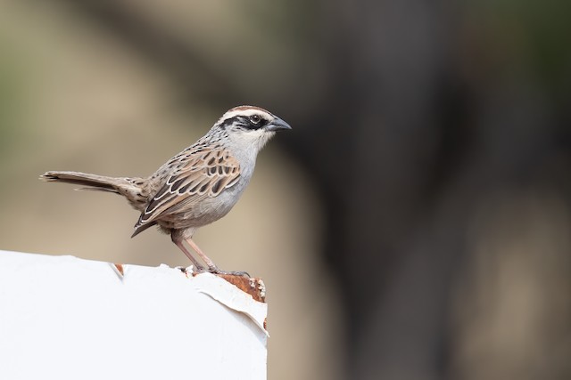 Adult bare parts. - Striped Sparrow - 