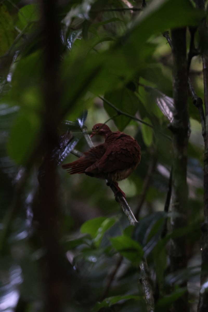 holub hnědočervený - ML613590934