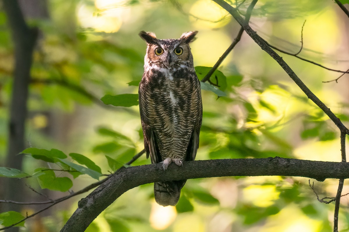 Great Horned Owl - ML613591026