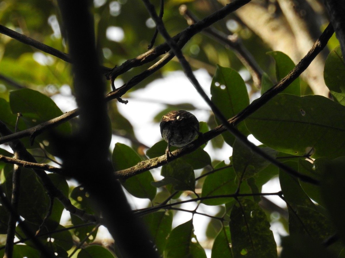 Scaled Piculet - ML613591096