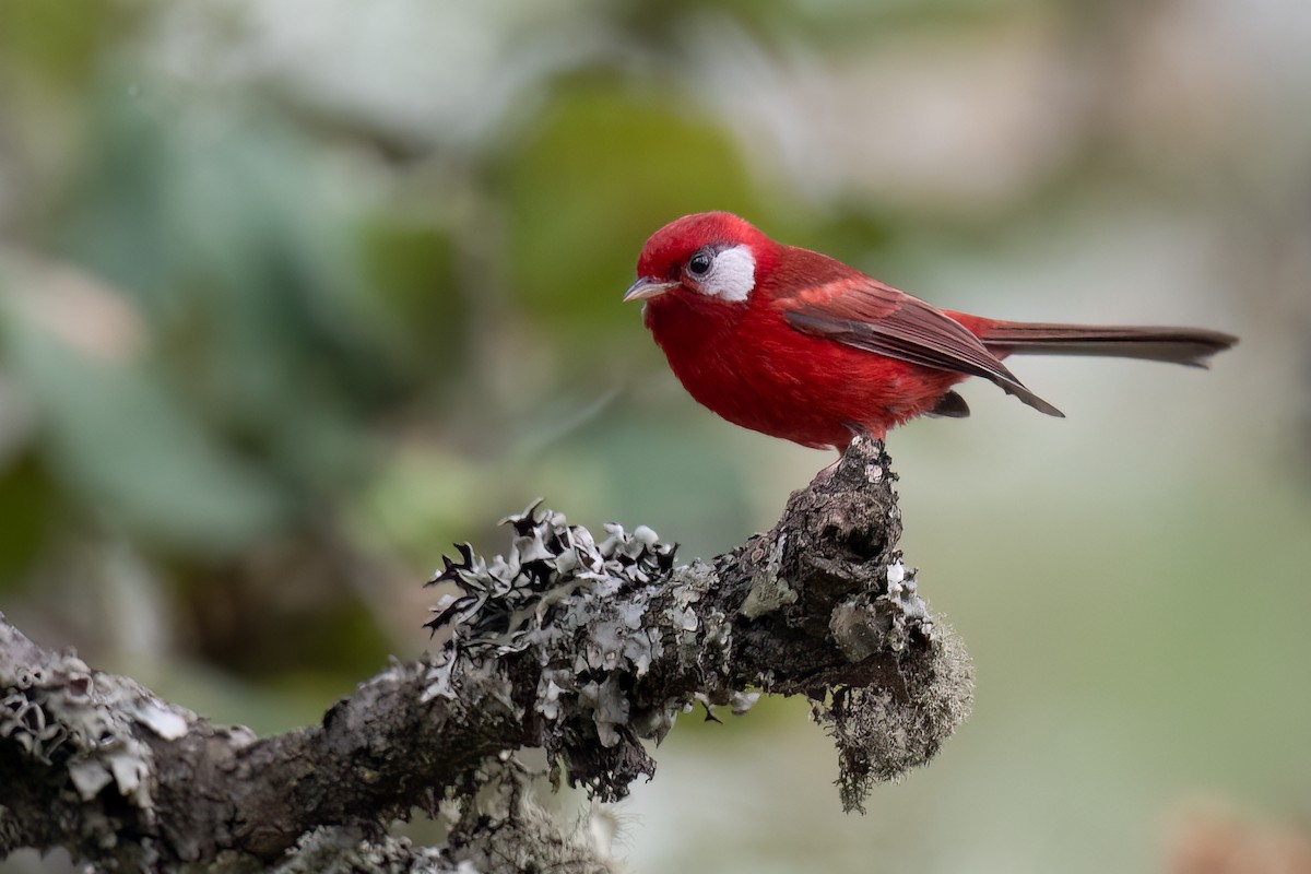 Red Warbler (White-cheeked) - ML613591223