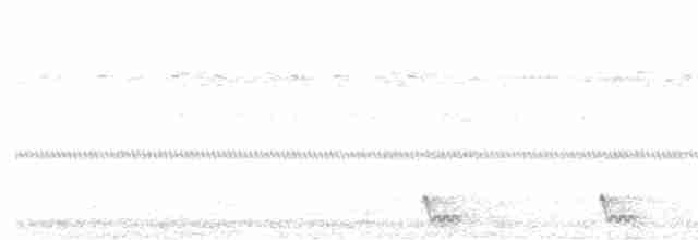 Large-tailed Nightjar - ML613591234