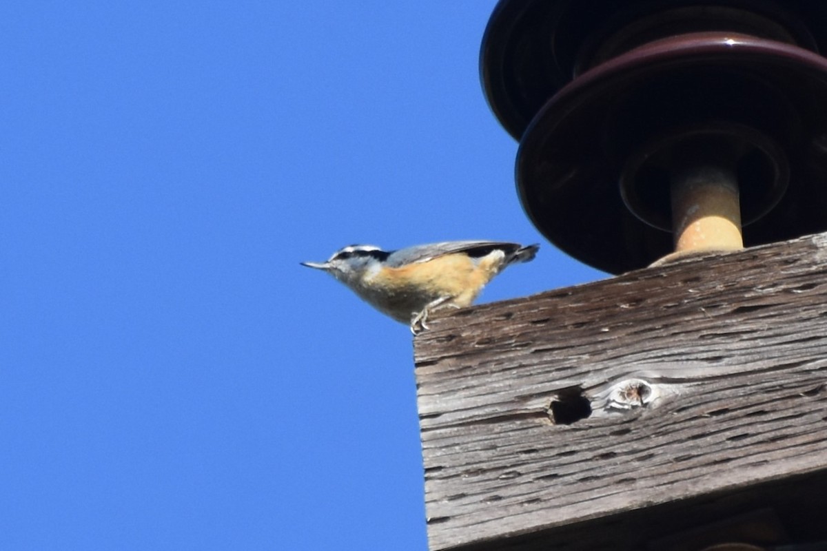Red-breasted Nuthatch - ML613591283