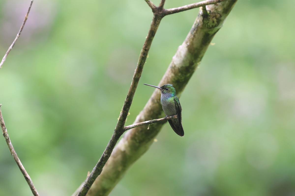 Charming Hummingbird - ML613591308